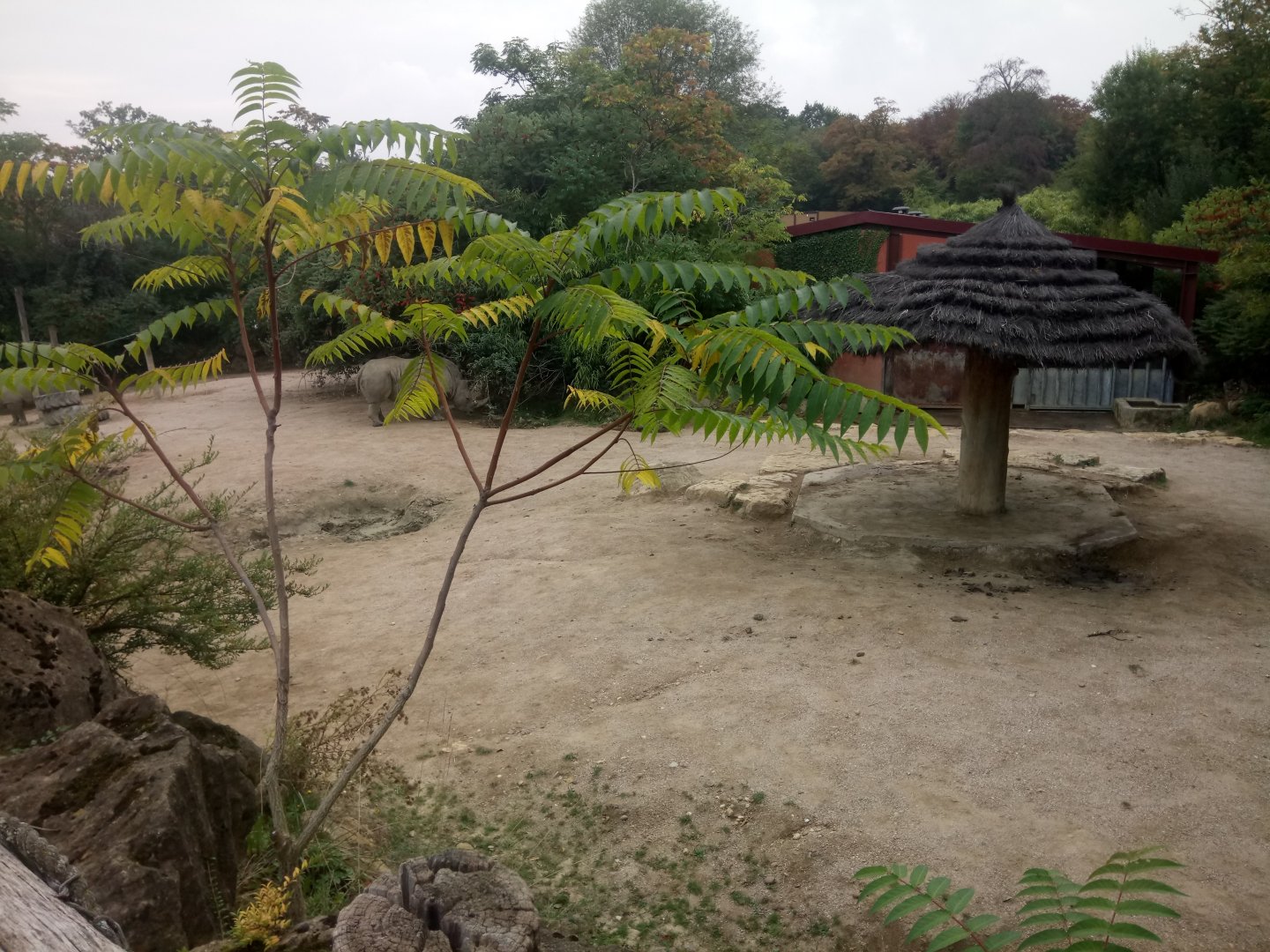 Second Southern White Rhinoceros Exhibit