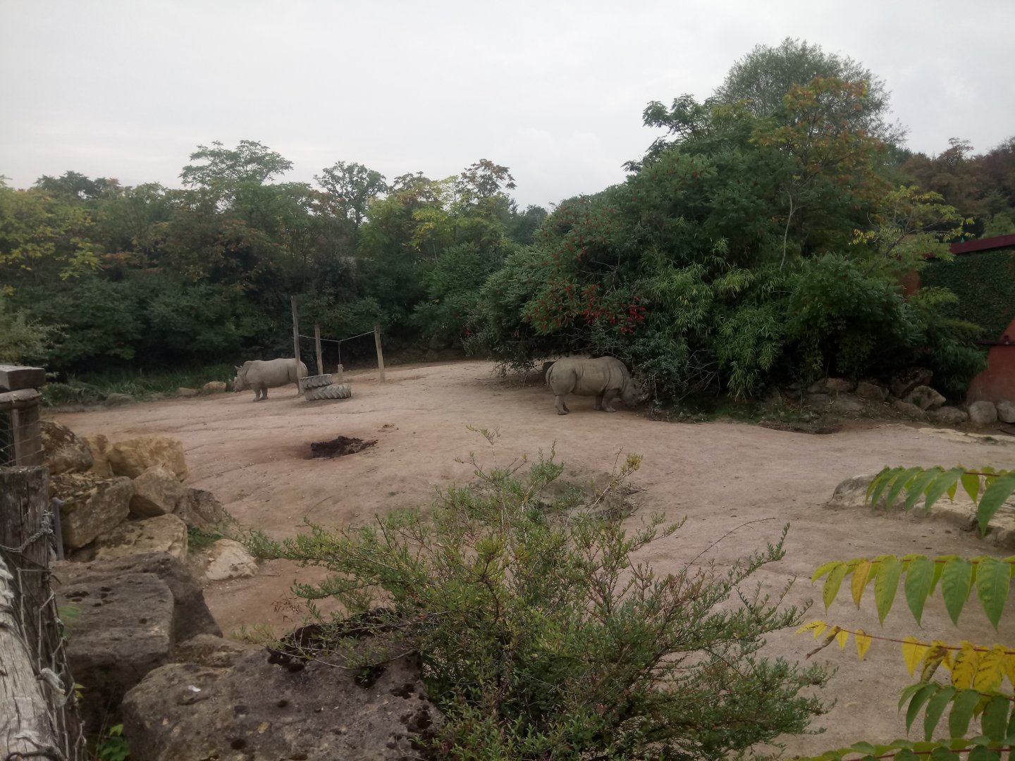 Second Southern White Rhinoceros Exhibit