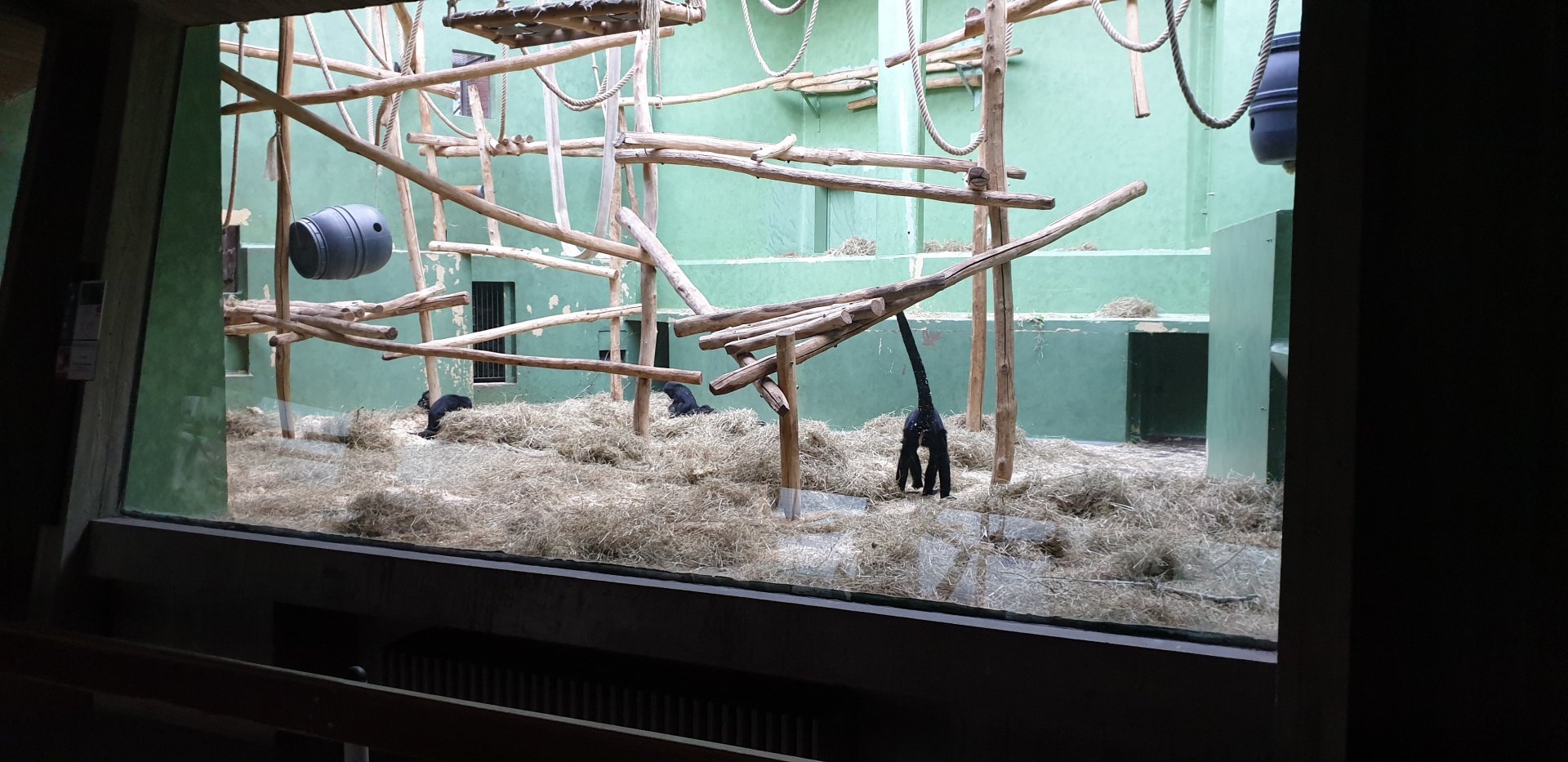 Second Spider monkey enclosure