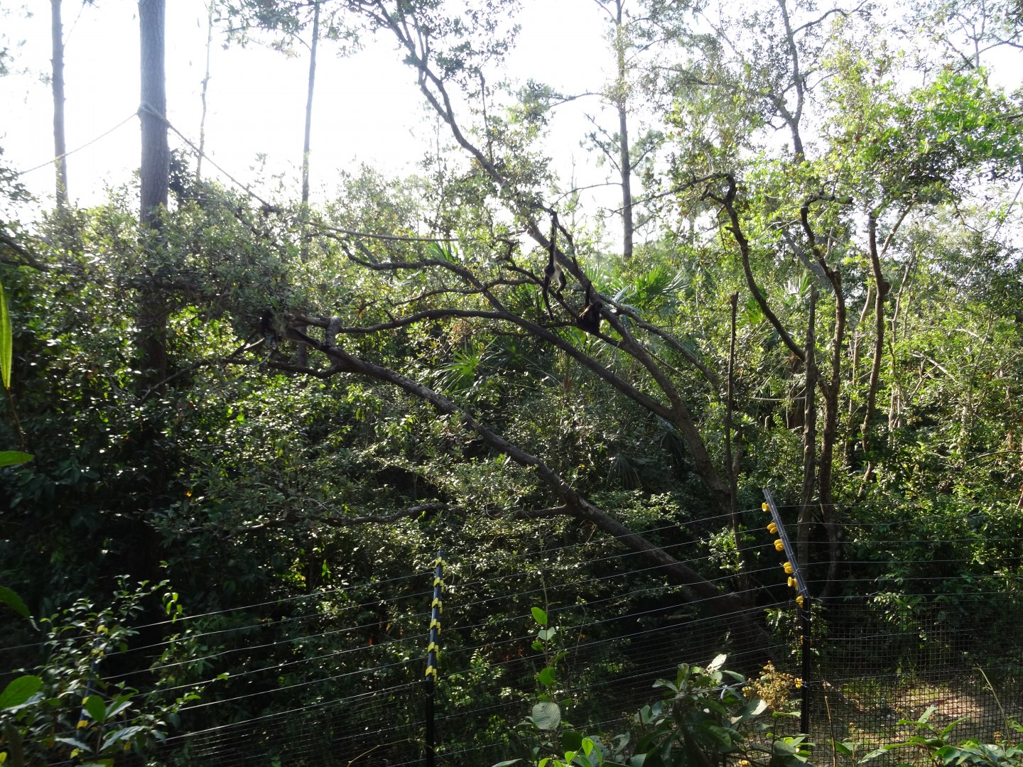 Second Spider Monkey Exhibit
