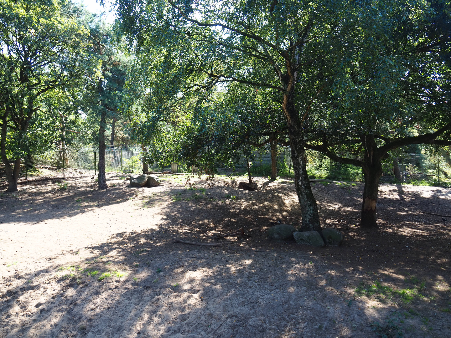 Second spotted hyena exhibit,  2019-09-15