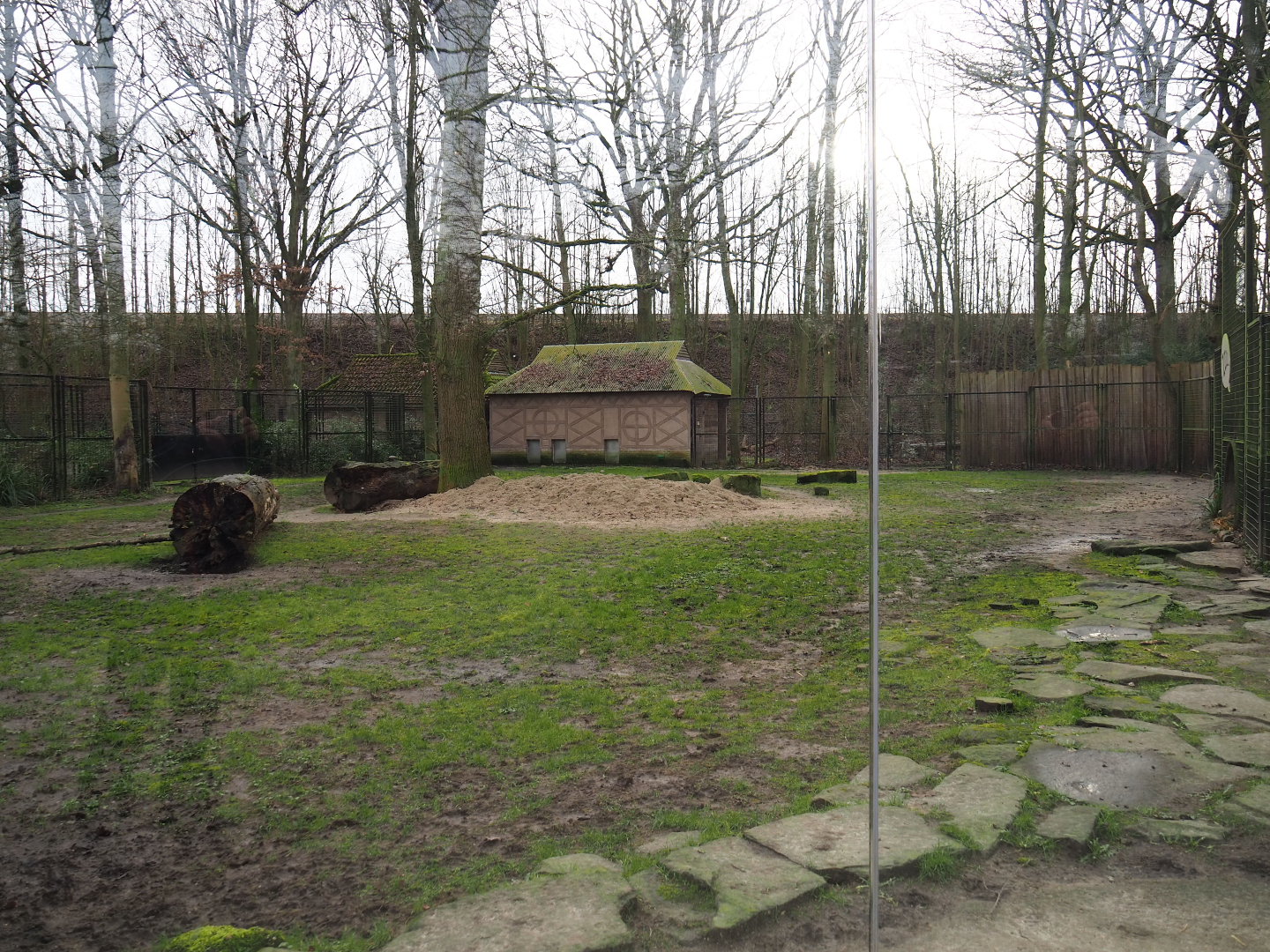 Second spotted hyena exhibit, 2020-01-11
