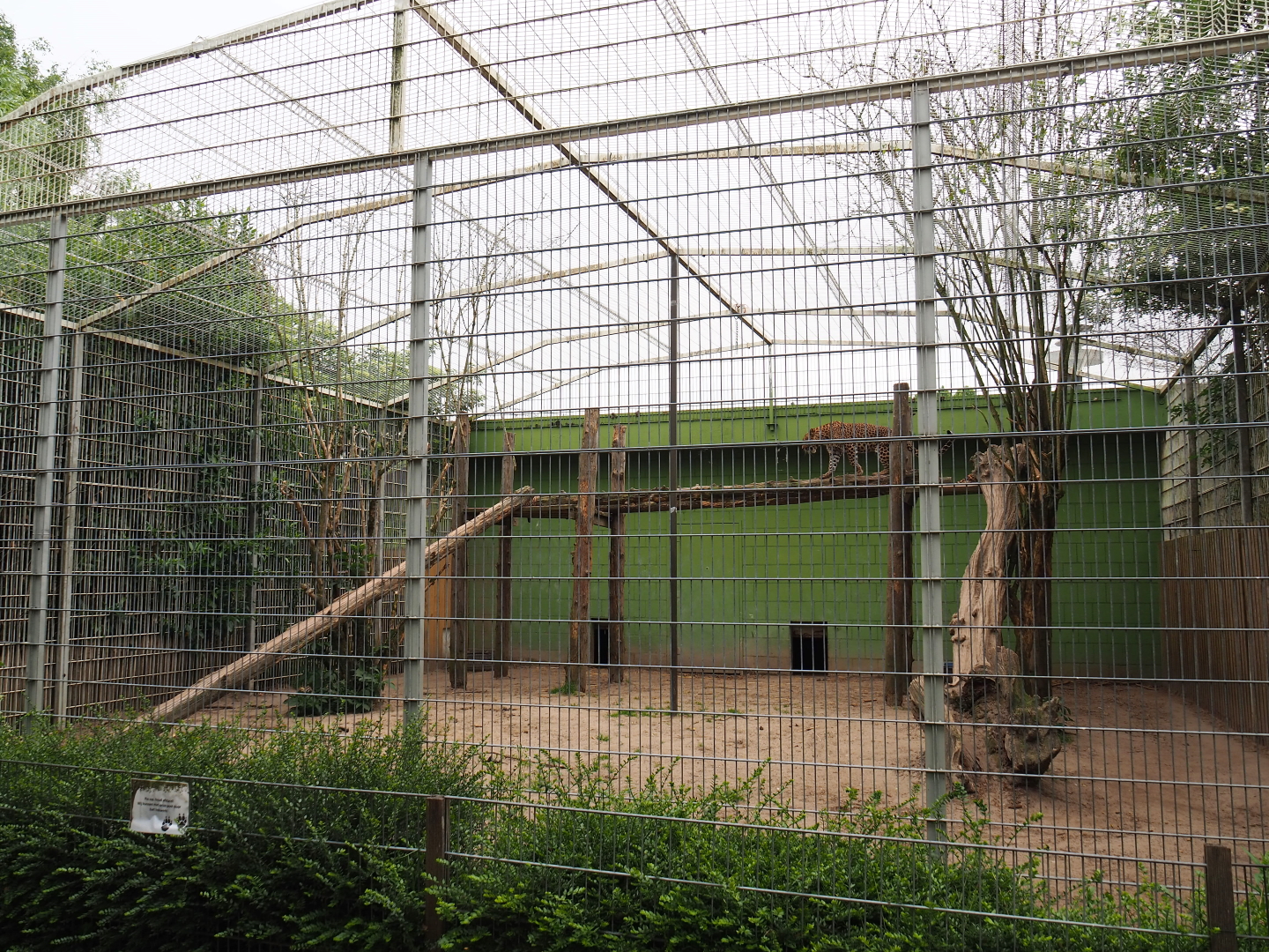 Second Sri Lankan leopard exhibit, 2019-05-25
