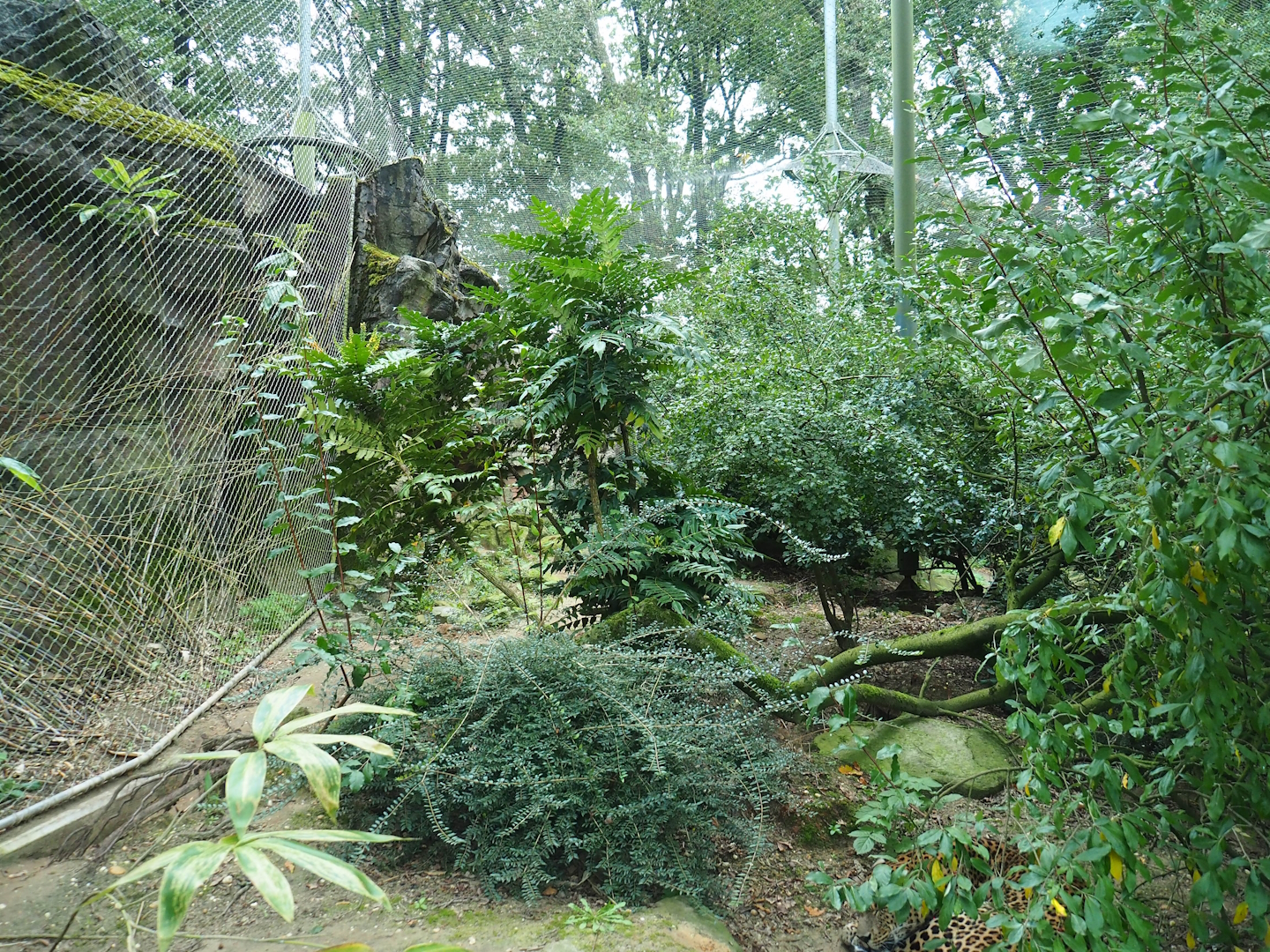 Second Sri Lankan leopard exhibit (Former golden jackal exhibit), 2023-10-07