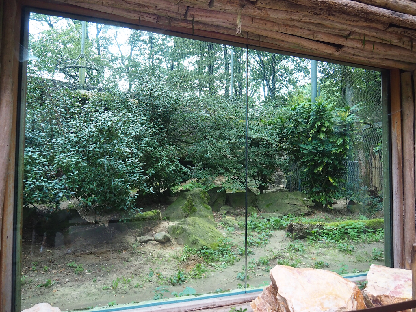 Second Sri Lankan leopard exhibit (Former golden jackal exhibit), 2023-10-07