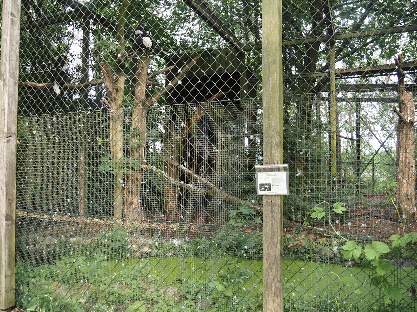 Second Steller's sea eagle aviary, 2024-05-21