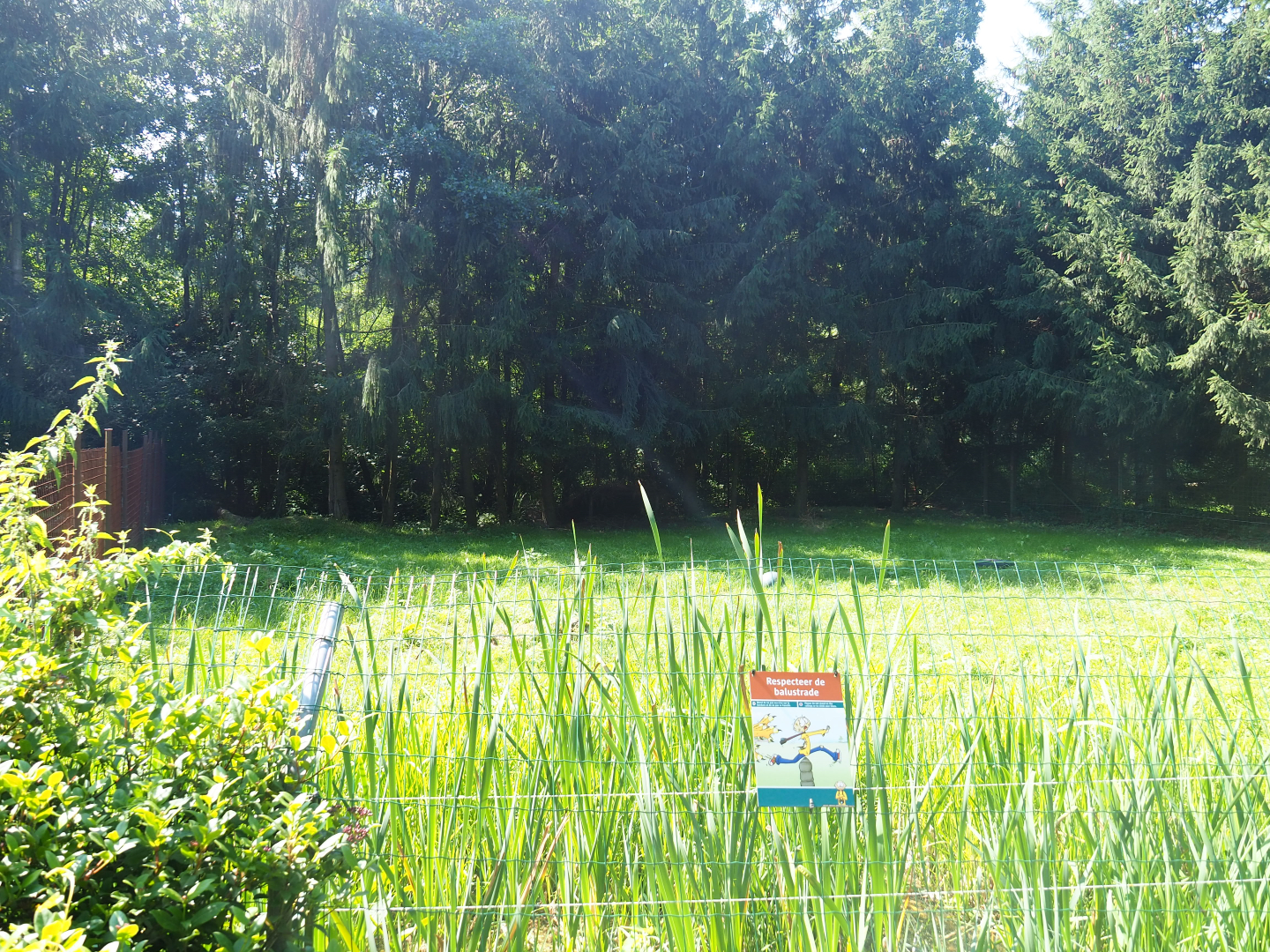 Second Striped hyena exhibit, 2019-08-04