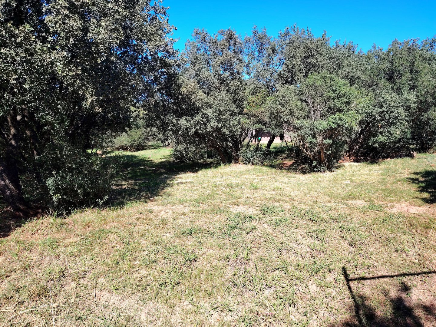 Second Striped Hyena Exhibit