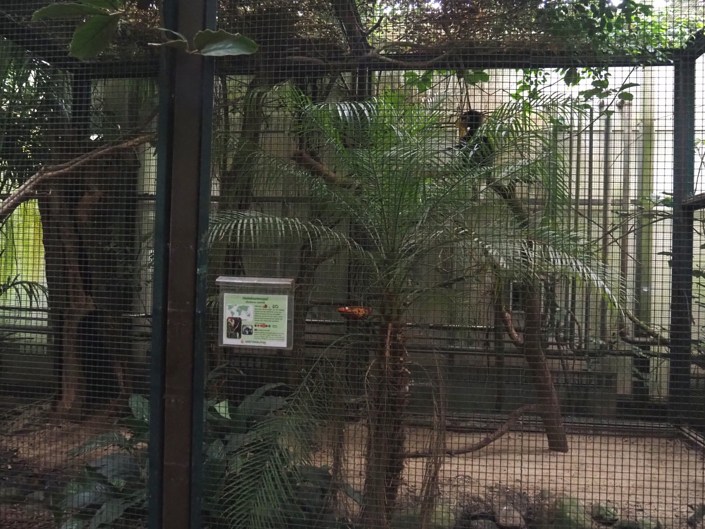 Second Sulawesi knobbed hornbill aviary in Jungle Trail, 2024-05-22