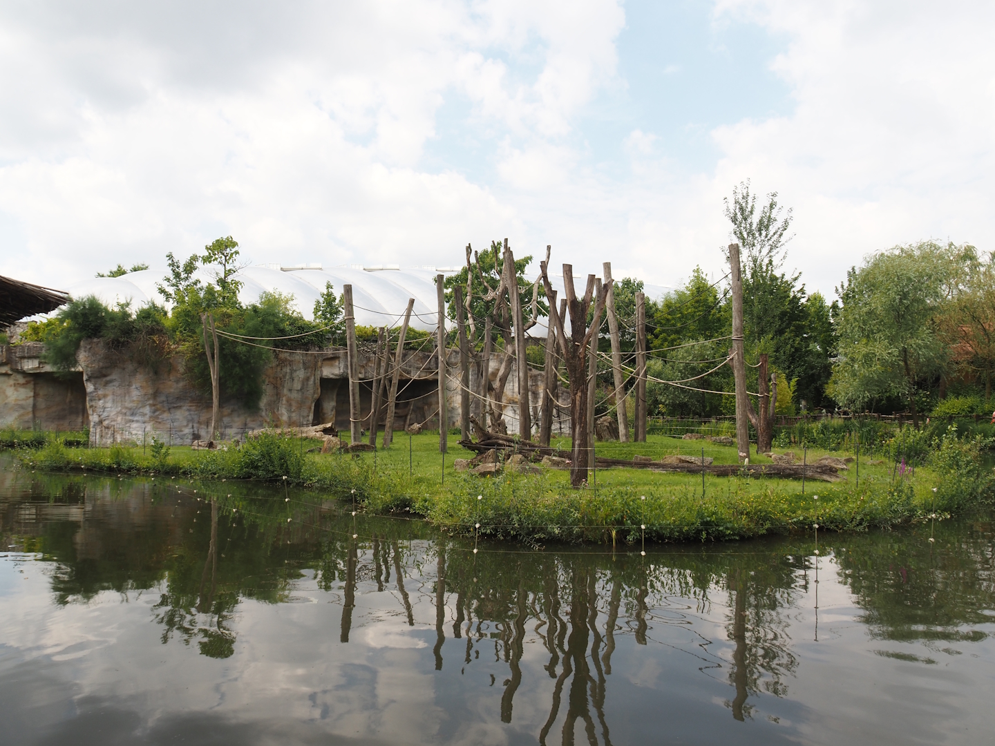 Second Sumatran orangutan and Hanuman langur island, 2024-08-05