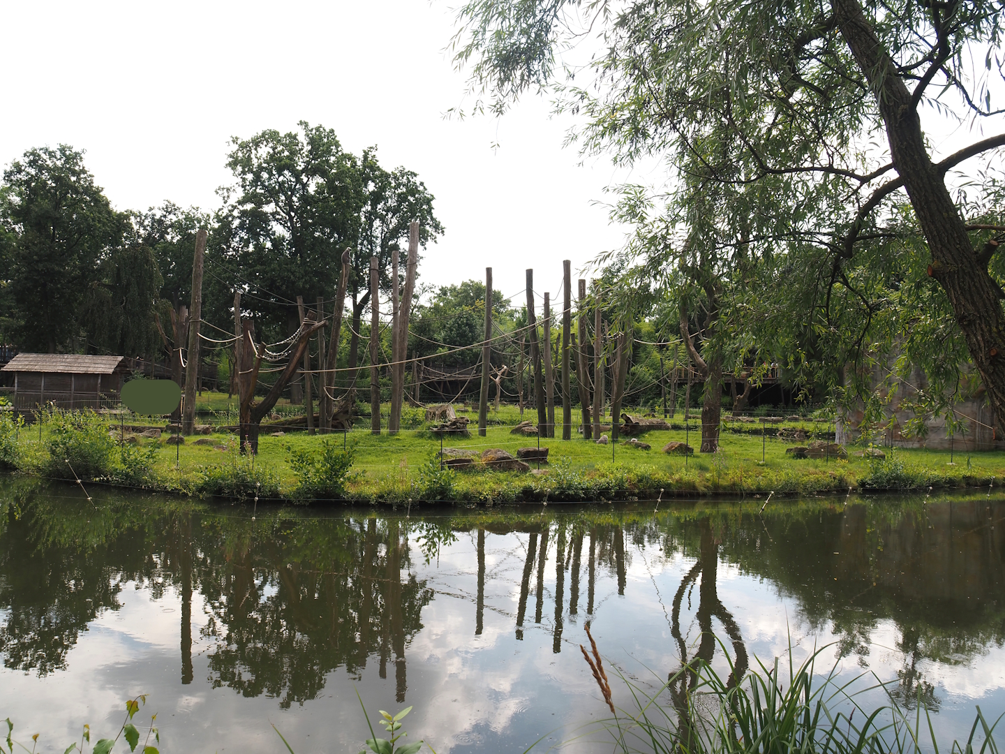 Second Sumatran orangutan and Hanuman langur island, 2024-08-05