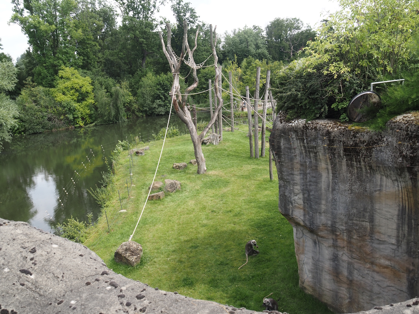 Second Sumatran orangutan and Hanuman langur island, 2024-08-05