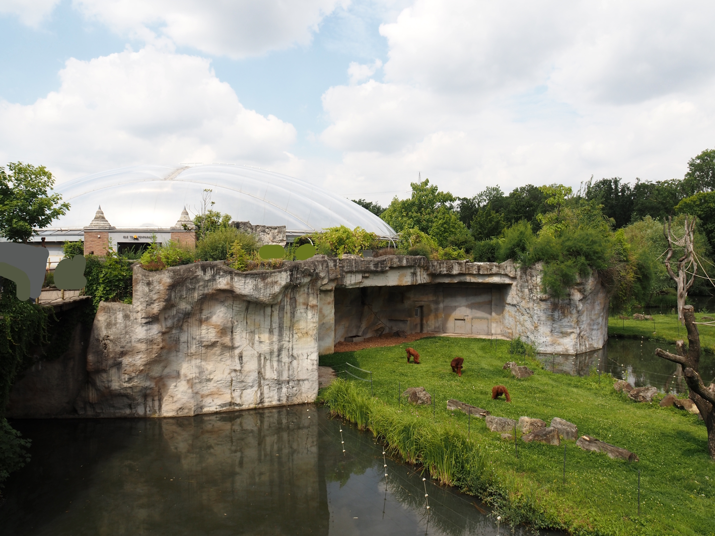 Second Sumatran orangutan and Hanuman langur island, 2024-08-05