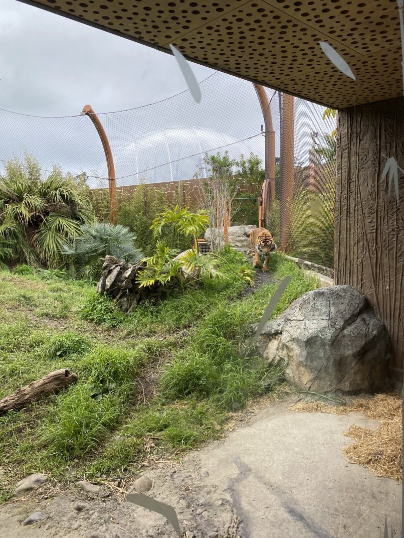 Second Sumatran Tiger enclosure