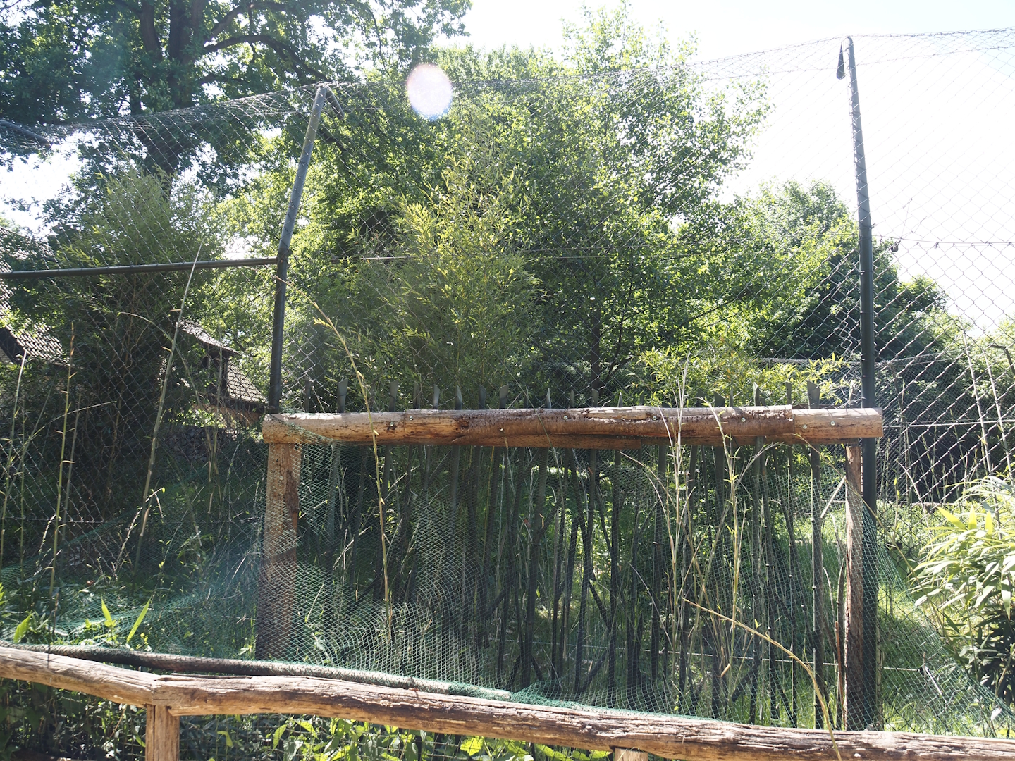 Second Sumatran tiger exhibit, 2025-05-22