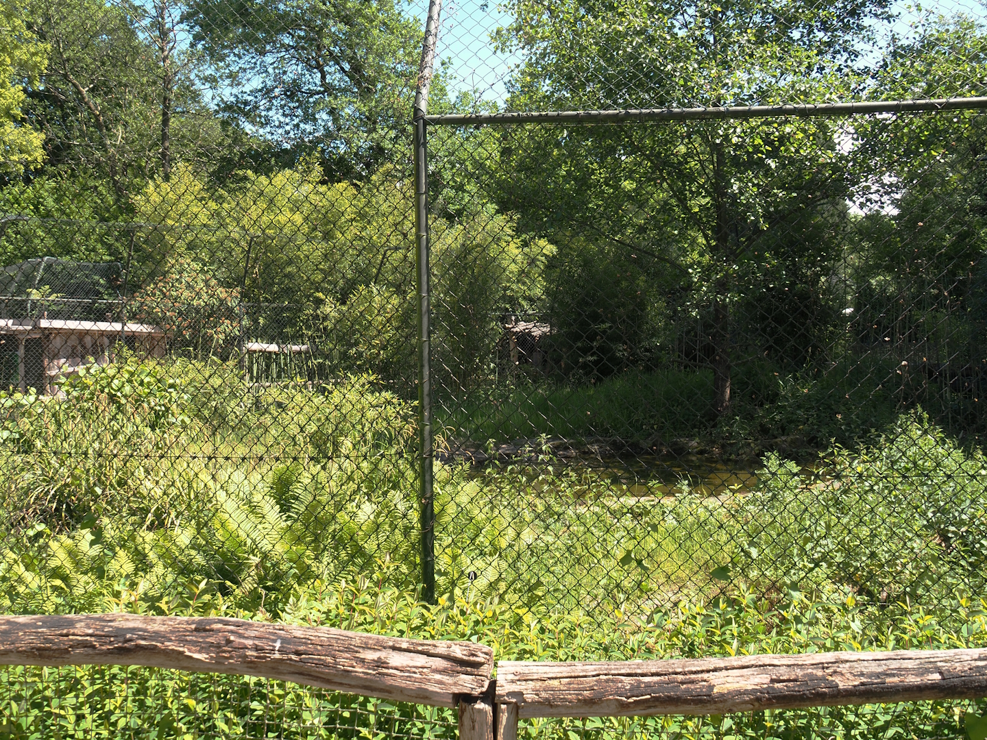 Second Sumatran tiger exhibit, 2025-05-22