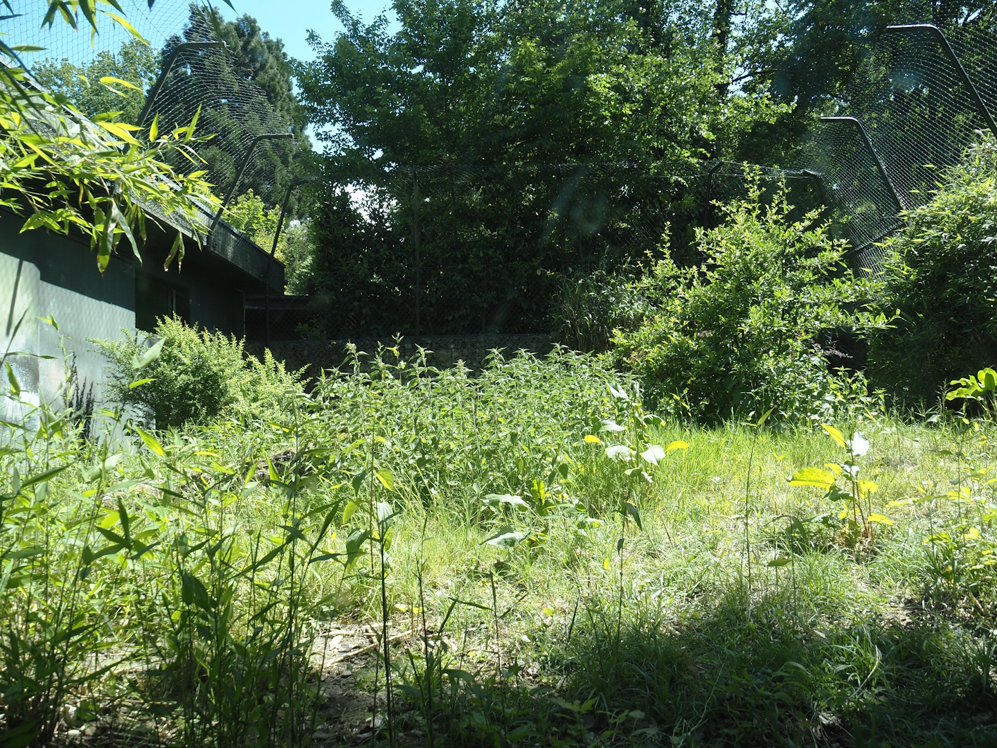 Second Sumatran tiger exhibit - Area between tunnel and house, 2025-05-22