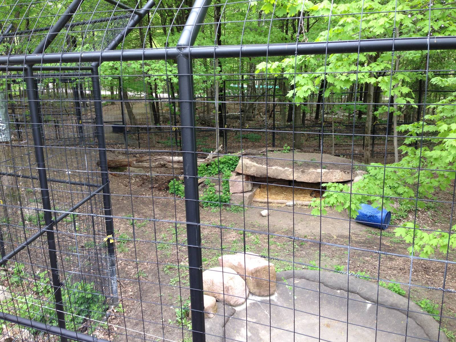 Second Sumatran Tiger Exhibit
