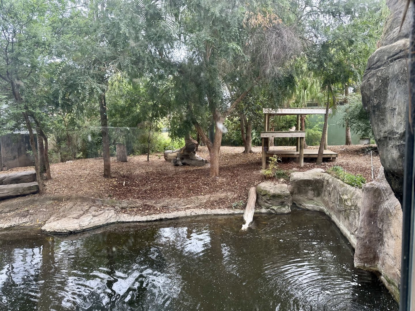 Second Sumatran Tiger Exhibit