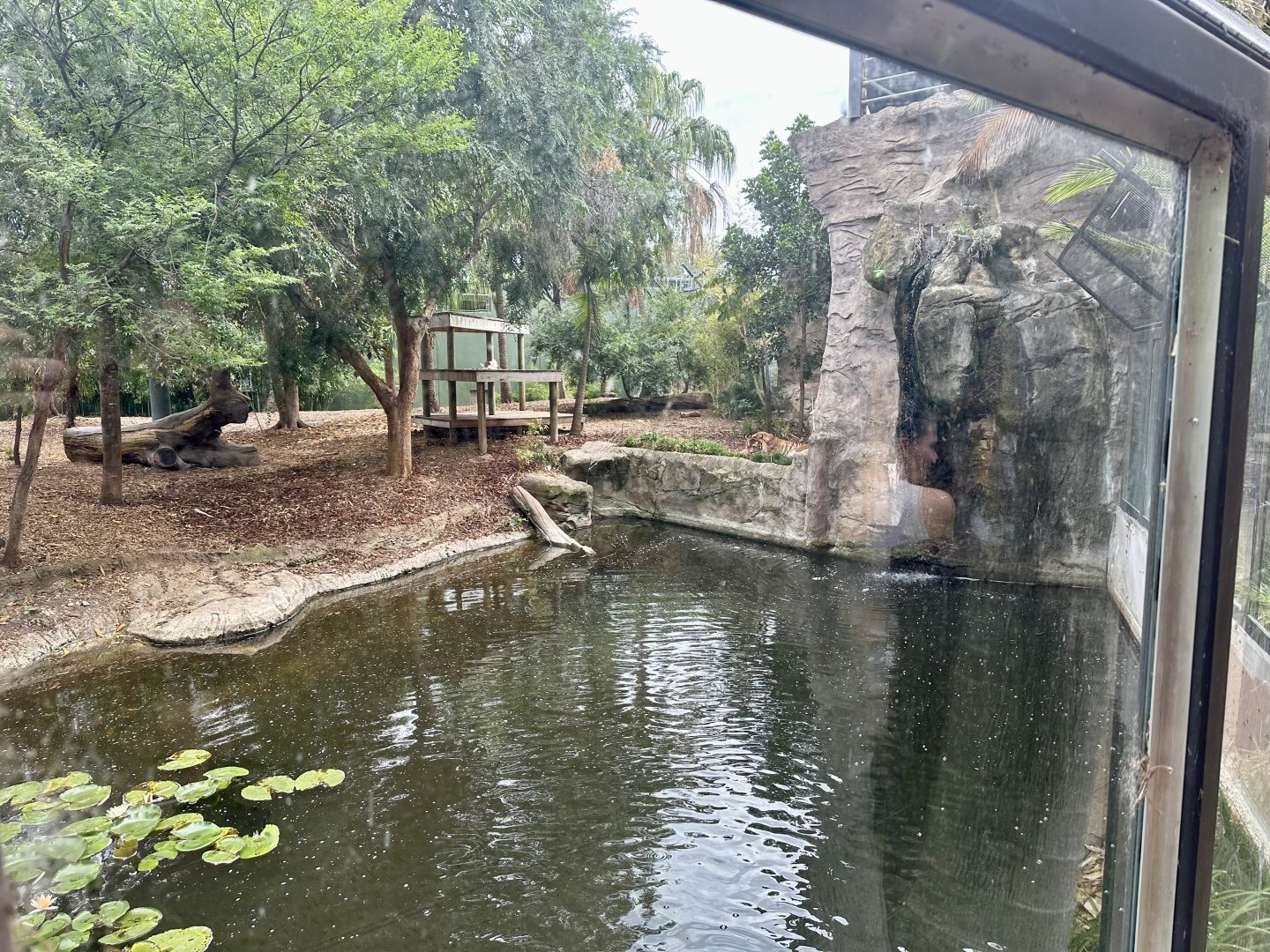 Second Sumatran Tiger Exhibit