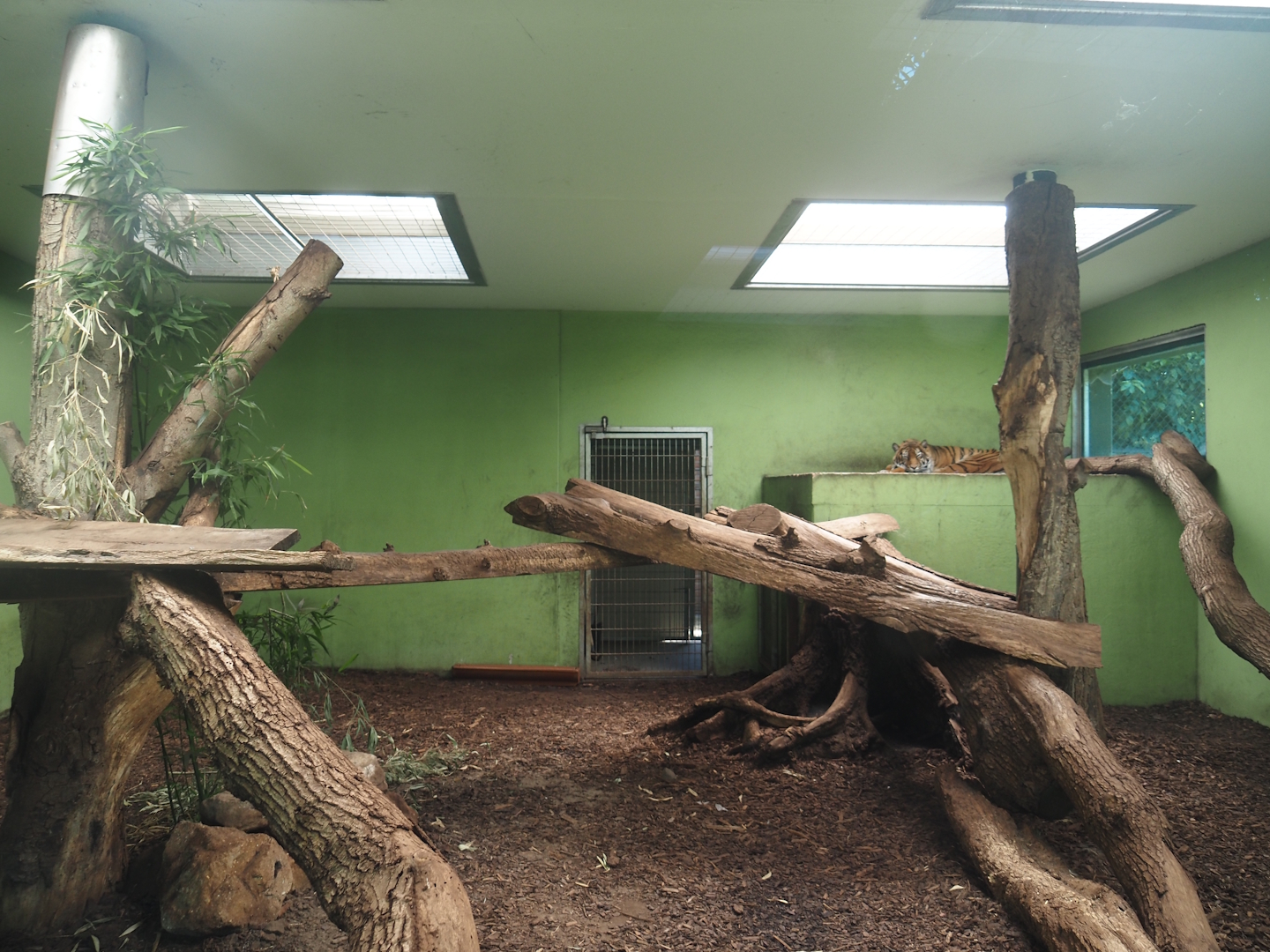 Second Sumatran tiger indoor exhibit, 2025-05-22