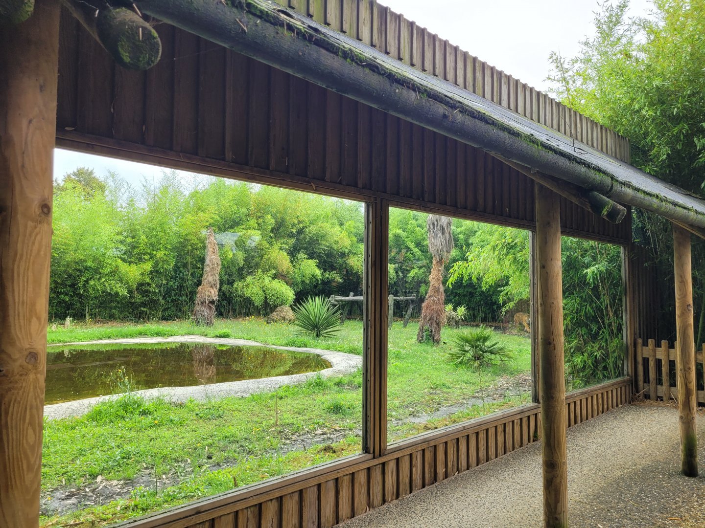 Second Sumatran tiger viewing area -Zoo du bassin d'Arcachon (2024)
