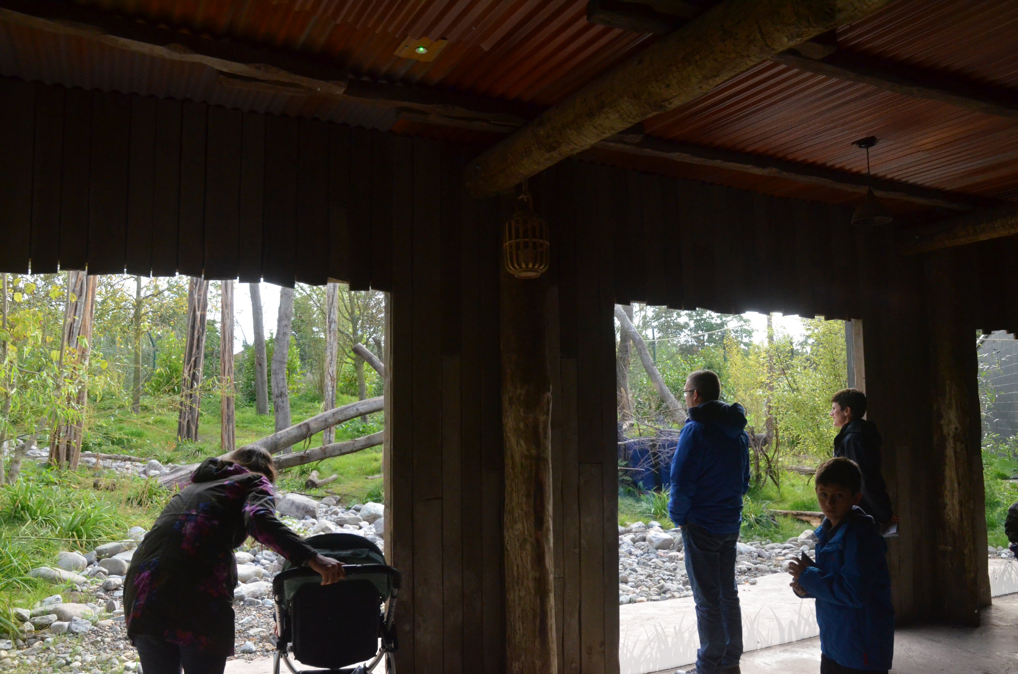 Second Sun Bear Outdoor Viewing Area at Chester, 30/09/17