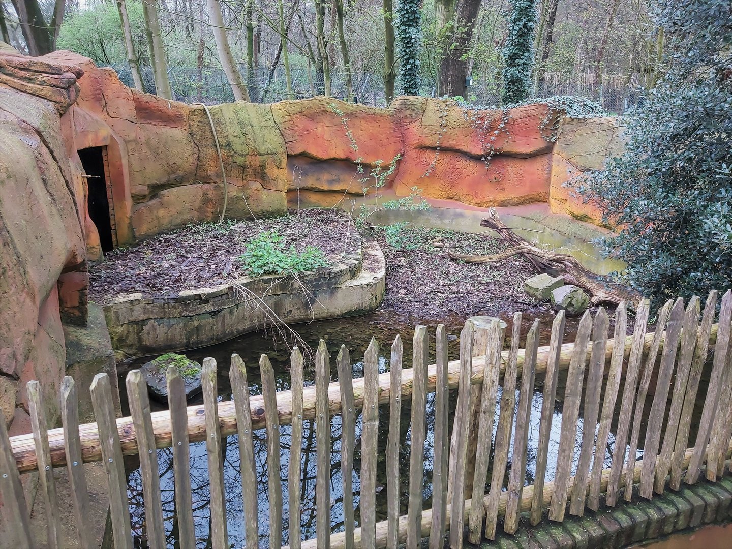 Second Swallow-bellied mangalitsa enclosure