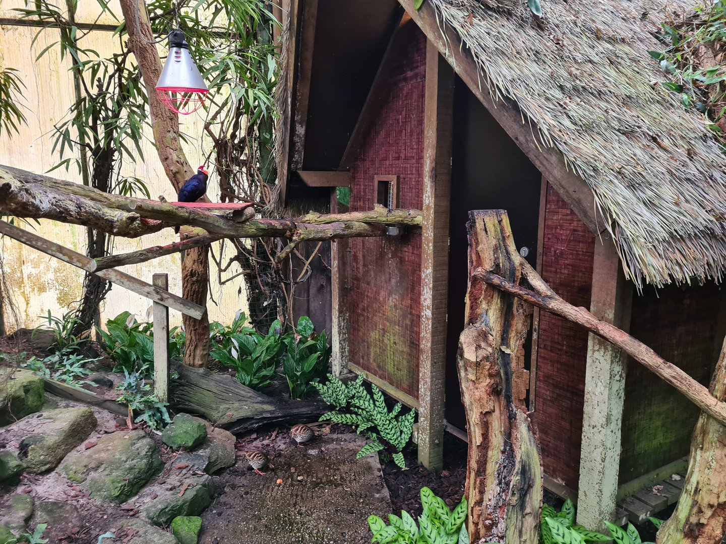 Second tamarin house in "Amazon" hall