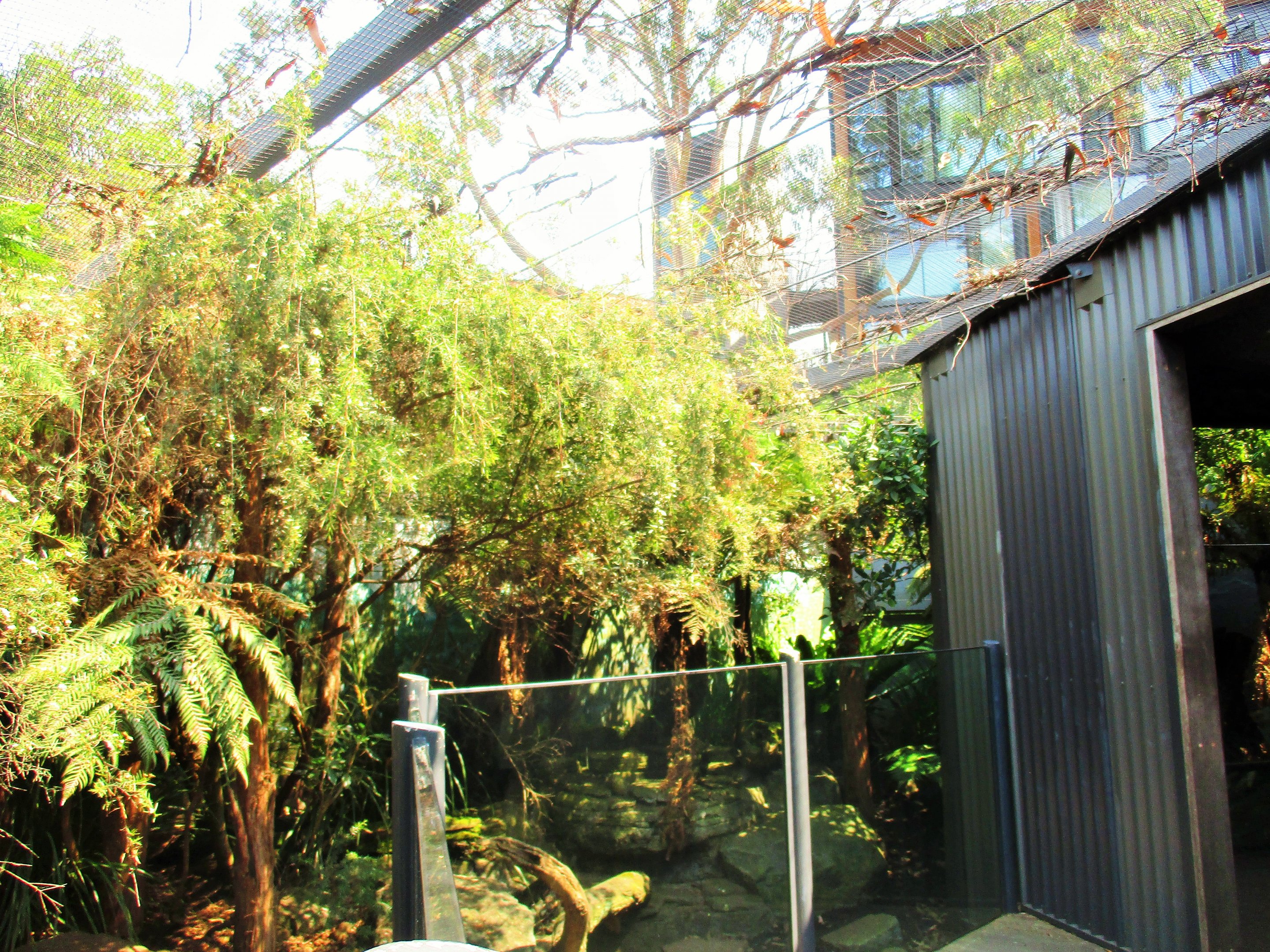 Second Tasmanian Devil Enclosure