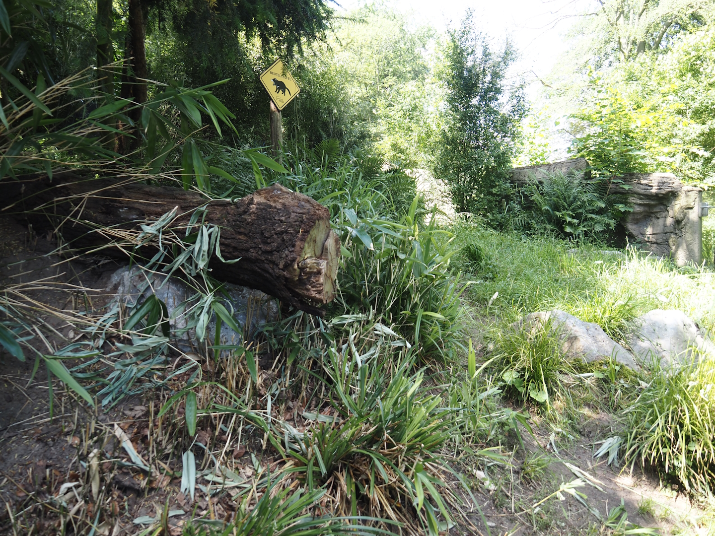 Second Tasmanian devil exhibit, 2024-06-08