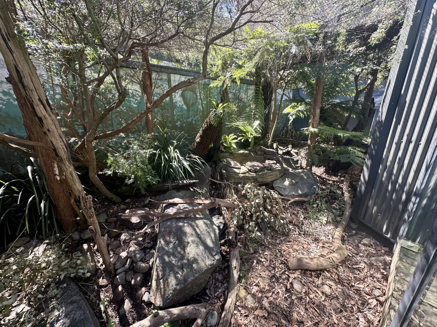 Second Tasmanian Devil Exhibit