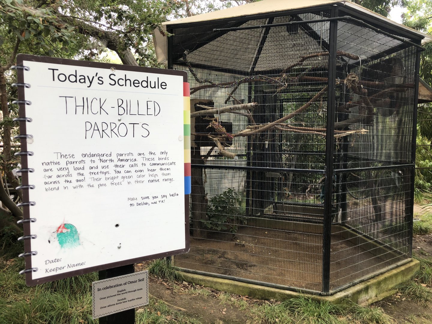 Second thick-billed parrot exhibit