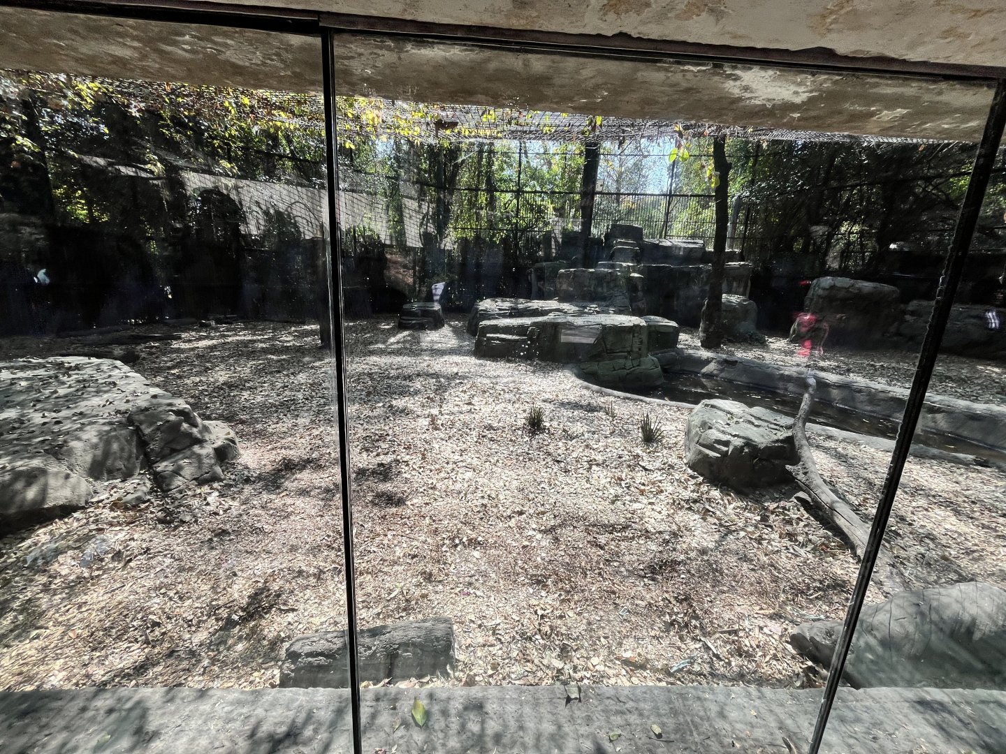 second tiger exhibit