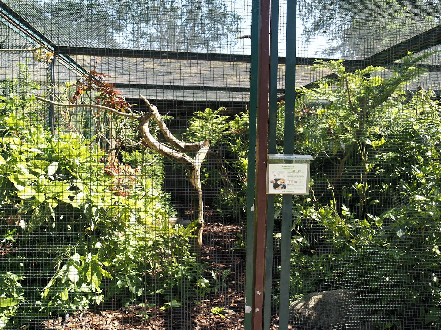 Second Toco toucan aviary in the Fasanerie, 2024-05-23