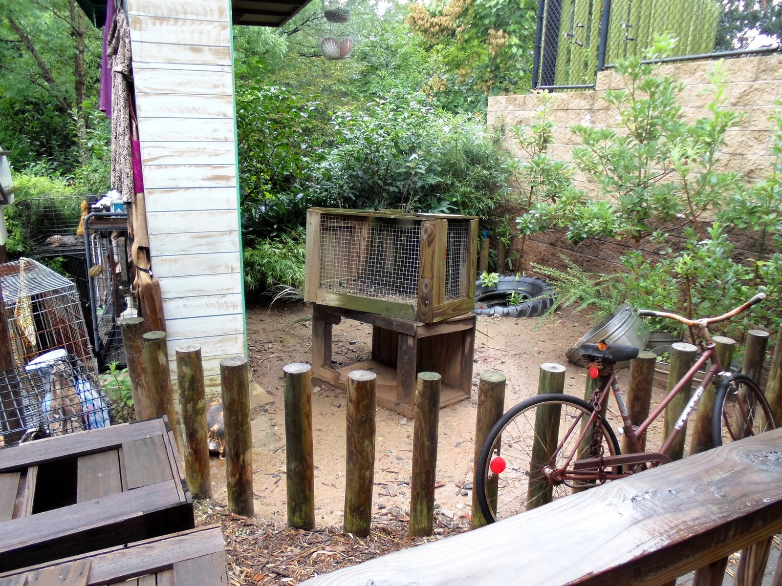 Second Tortoise Exhibit in Trader's Alley