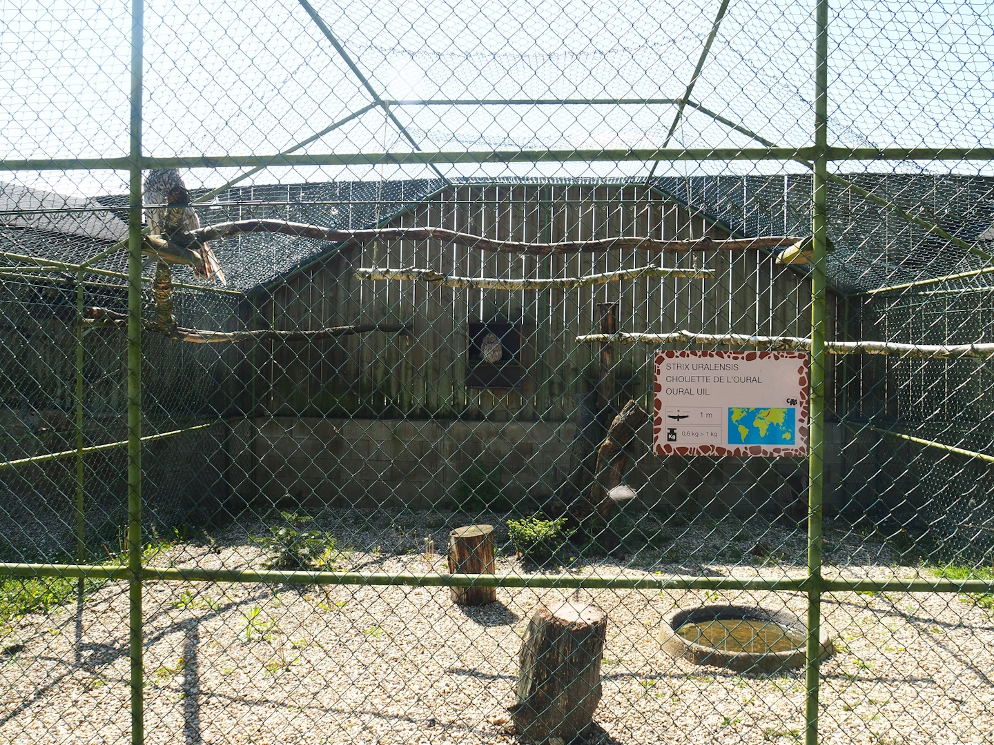 Second Ural owl aviary, 2023-05-19
