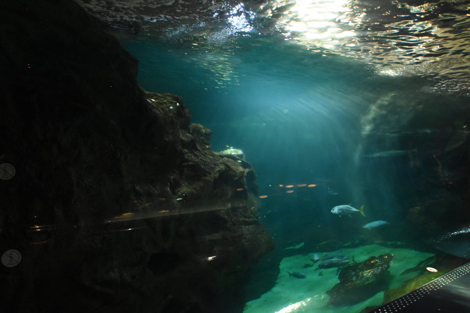 Second view on shark tank