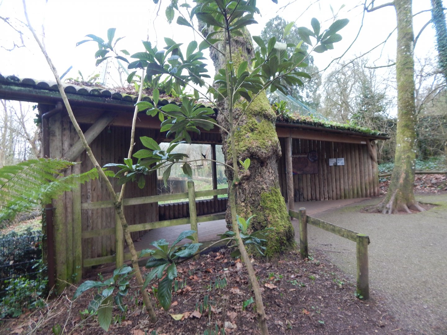 Second viewing area for Sumatran tiger enclosure 050224
