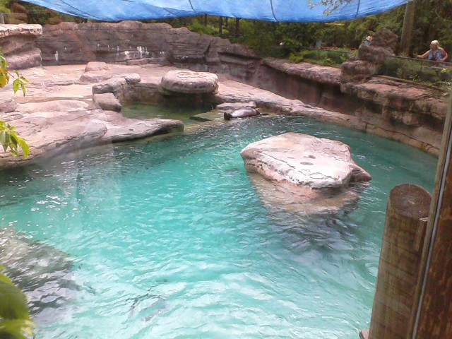 Second Viewing of the California Sea Lion exhibit