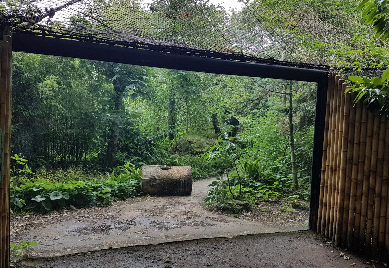 Second viewing-window Amur leopard