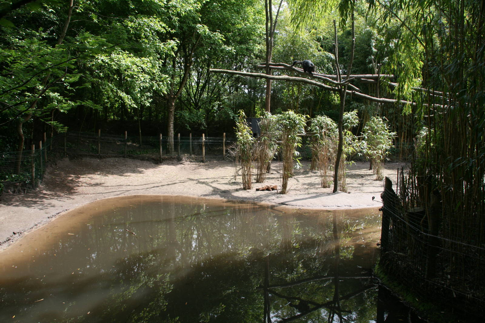 Second viewpoint of the new Binturong and Asian smal-clawed otter exhibit