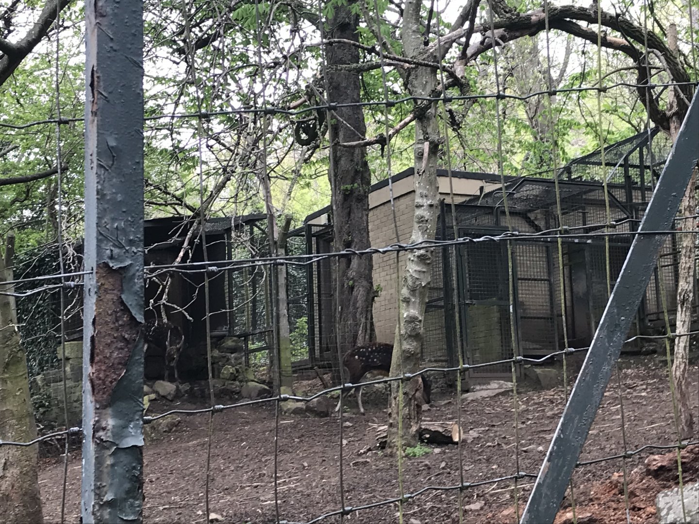 Second Visayan spotted deer enclosure  indoors