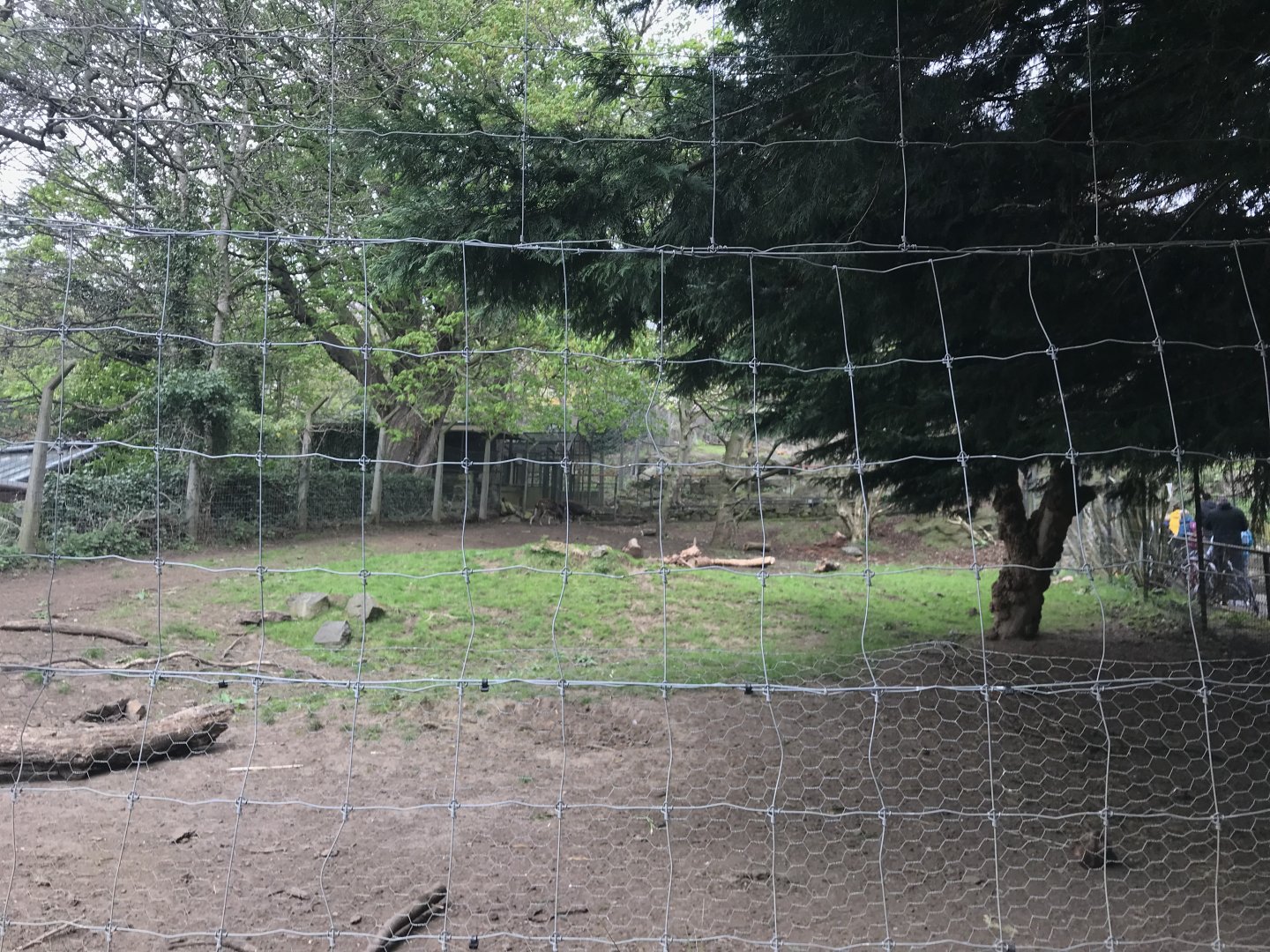 Second visayan spotted deer enclosure