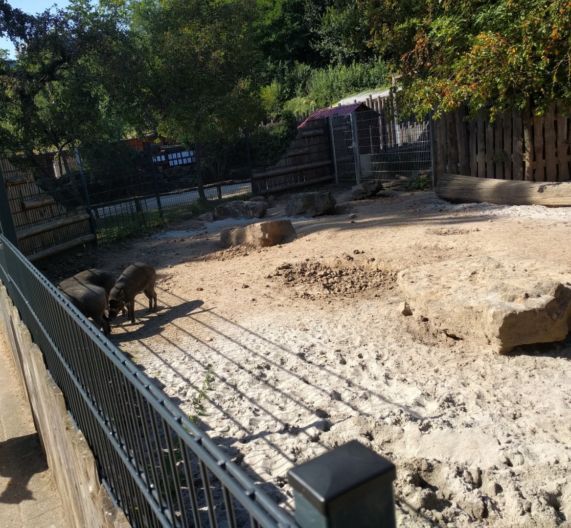 Second Visayan Warty Pig Enclosure