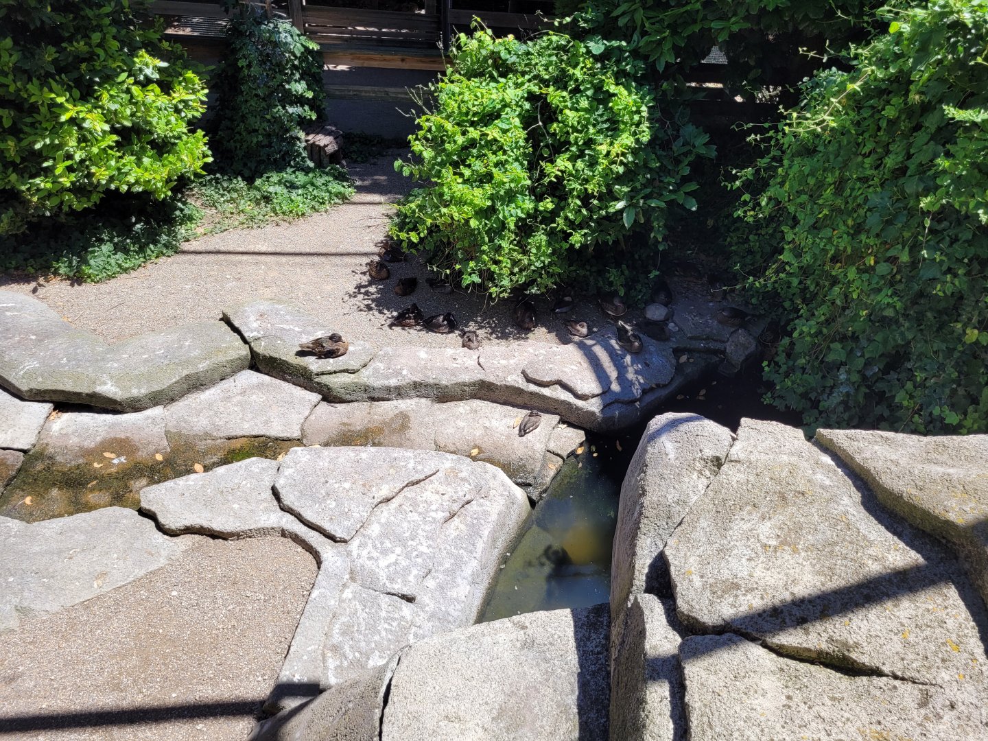 Second walkthrough aviary -Sendaviva (2024)