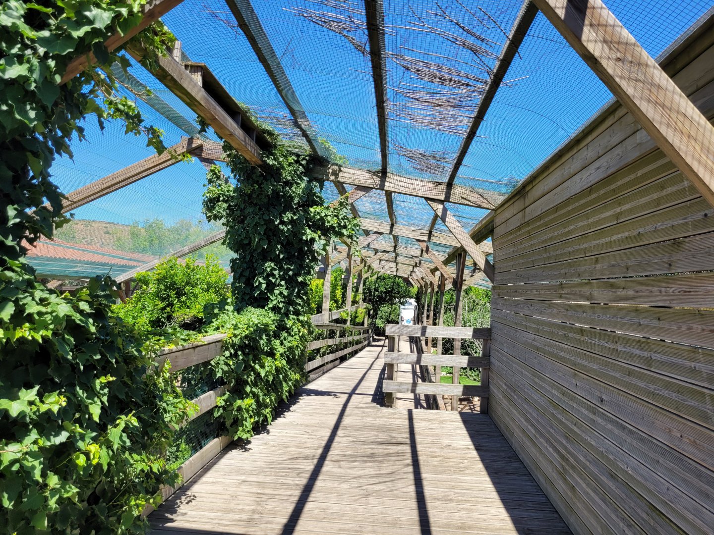 Second walkthrough aviary -Sendaviva (2024)