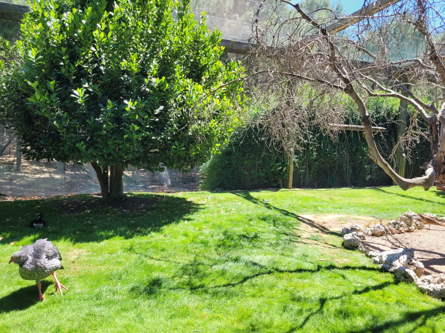 Second walkthrough aviary -Sendaviva (2024)