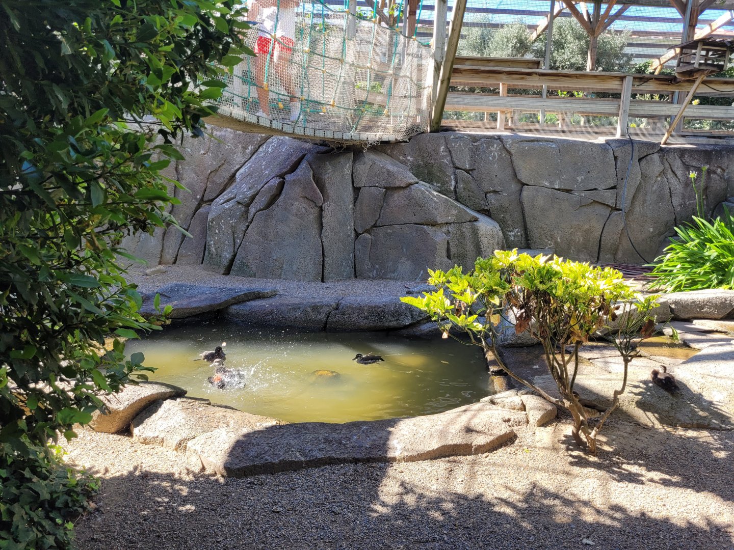 Second walkthrough aviary -Sendaviva (2024)