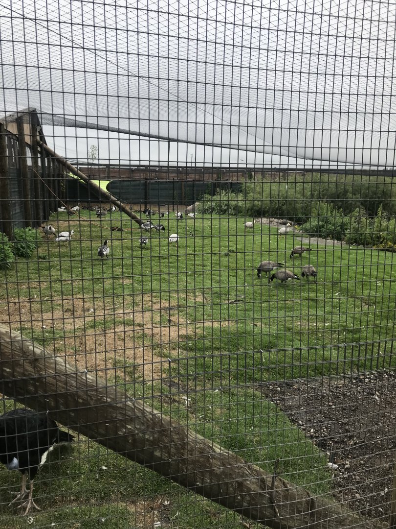 Second Waterfowl Aviary